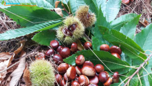 Castagna_Frutto_Castanea_sativa_Mill._benesserboristico.it_Dott._Francesco_Marino