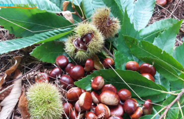 Castagna_Frutto_Castanea_sativa_Mill._benesserboristico.it_Dott._Francesco_Marino