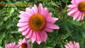 Echinacea_purpurea_benessererboristico.it_dott._Francesco_Marino