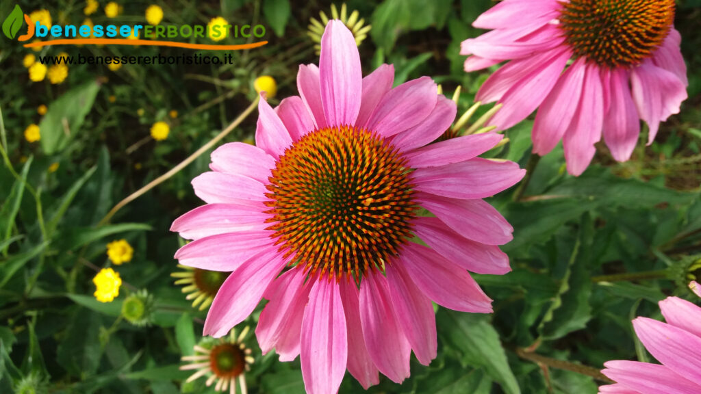 Echinacea_purpurea_flower_benessererboristico.it_dott._Francesco_Marino