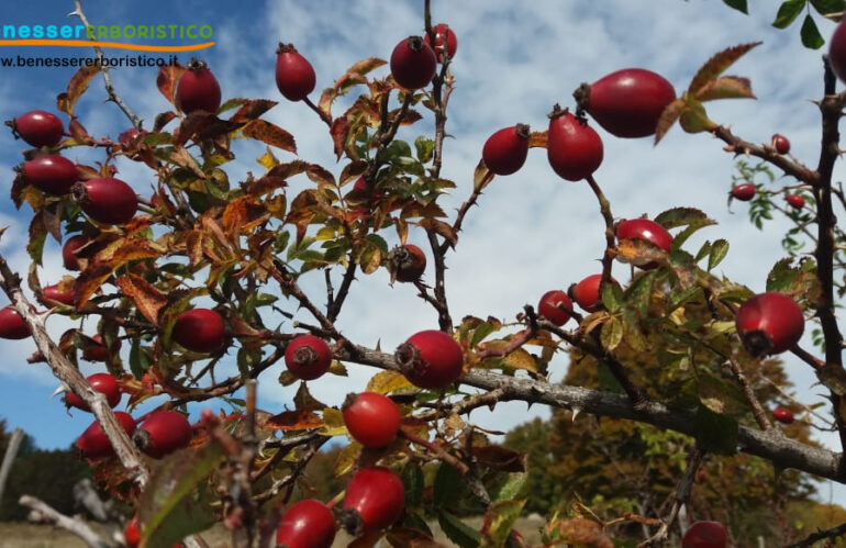 Rosa canina: proprietà, benefici ed usi in Erboristeria