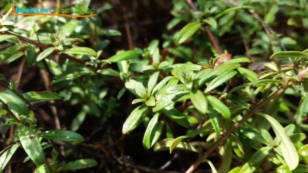 Thymus_serpyllum_benessererboristico.it_dott._Francesco_Marino