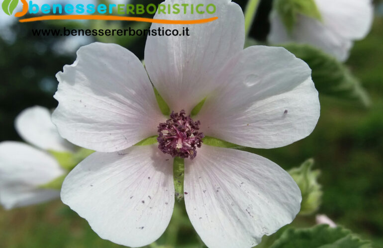 Altea: bechico naturale per la cura della tua tosse