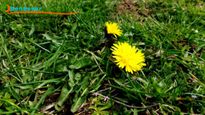 Taraxacum_officinale_benessererboristico.it_dott._Francesco_Marino