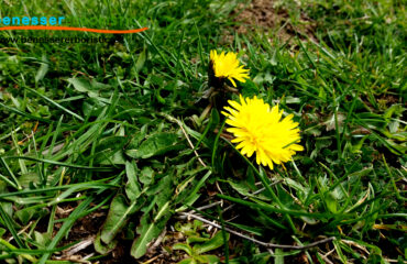 Taraxacum_officinale_benessererboristico.it_dott._Francesco_Marino