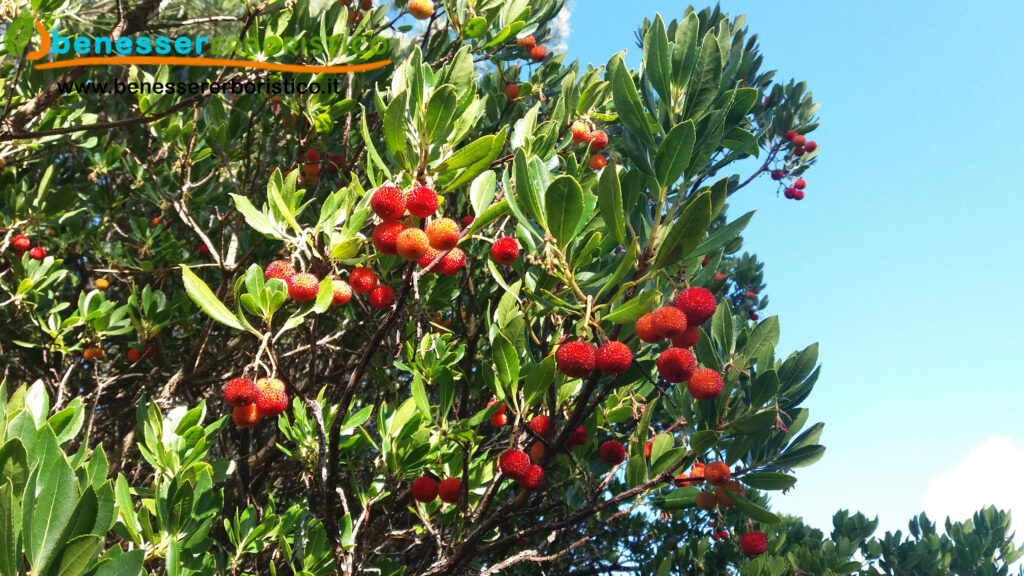 Arbutus_unedo_benessererboristico.it_dott._Francesco_Marino.jpg