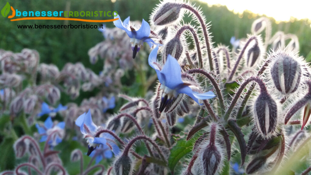 Borago_officinalis_flower_benessererboristico.it_dott._Francesco_Marino-scaled