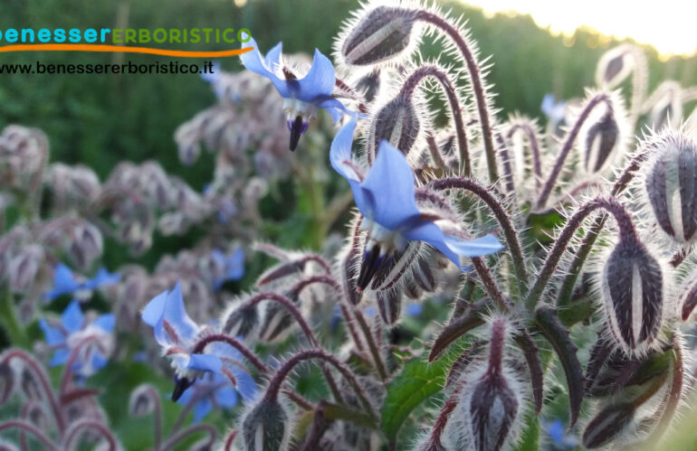 Borragine: guida completa alla pianta alimurgica