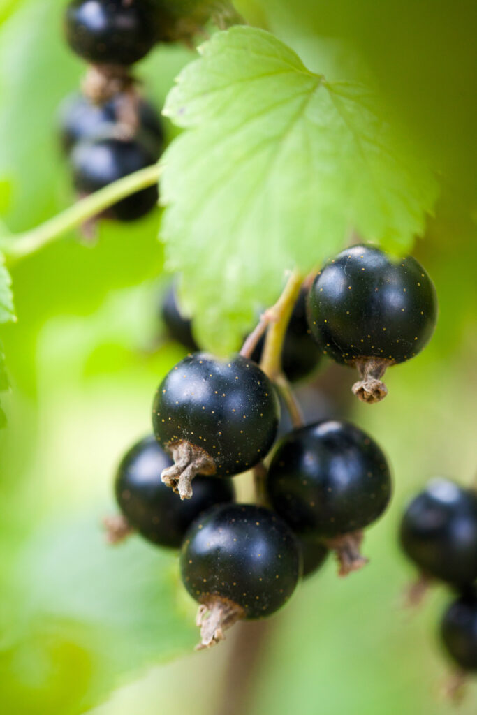 Bacche di Ribes nigrum L.