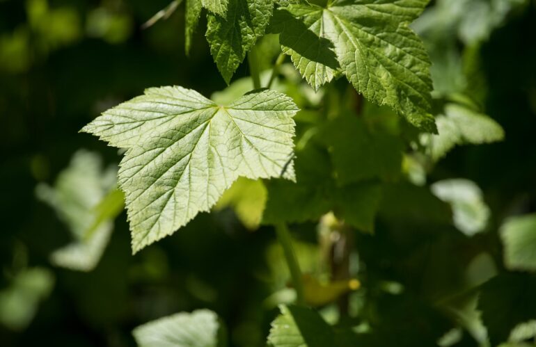 Ribes nero: dalla Natura la soluzione ad allergie e infiammazioni