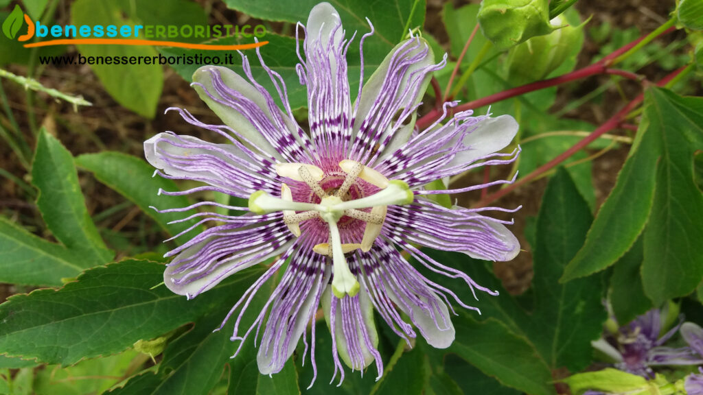 Passiflora_incarnata_benessererboristico.it_dott._Francesco_Marino-scaled.