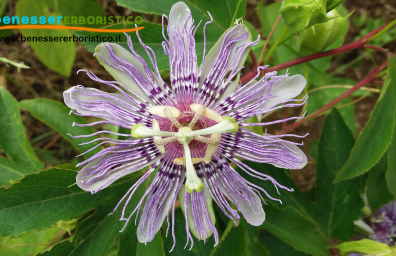 Passiflora: l’efficacia del fiore simbolo della Passione di Cristo