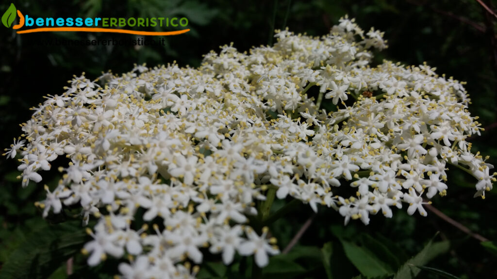 Sambucus_nigra_fiore_benessererboristico.it_dott._Francesco_Marino