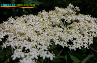 Sambucus_nigra_fiore_benessererboristico.it_dott._Francesco_Marino