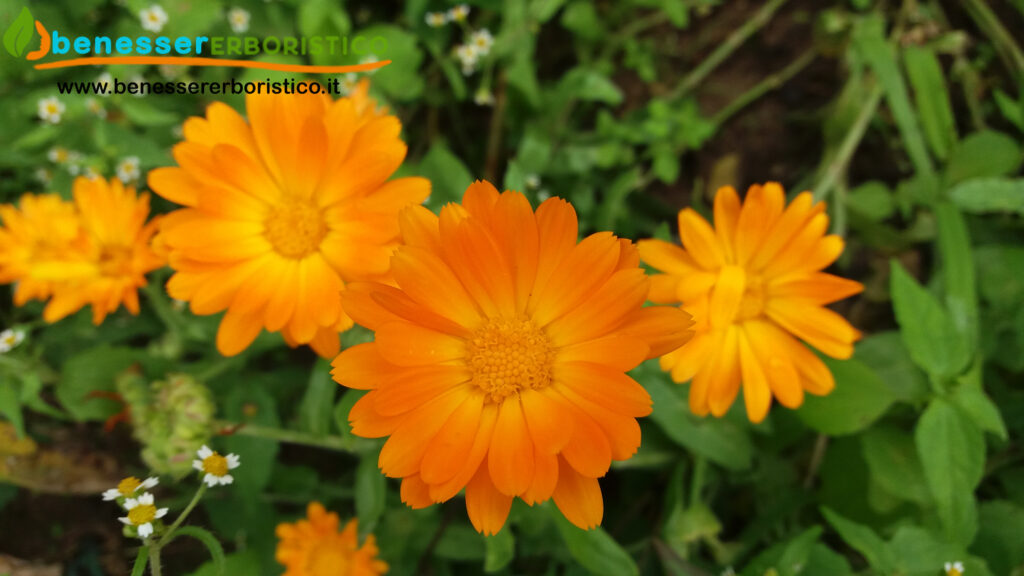 Calendula officinalis -benessererboristico.it - dott. Francesco Marino