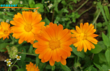 Calendula officinalis -benessererboristico.it - dott. Francesco Marino