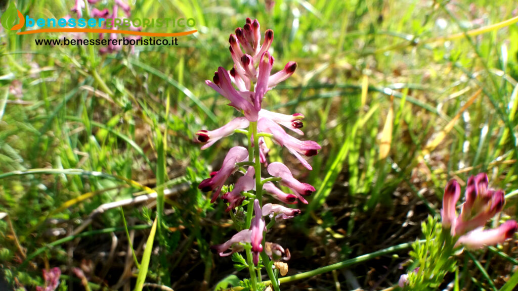 Fumaria_officinalis_flower_www.benessererboristico.it_dott._Francesco_Marino