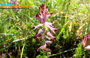 Fumaria_officinalis_flower_www.benessererboristico.it_dott._Francesco_Marino