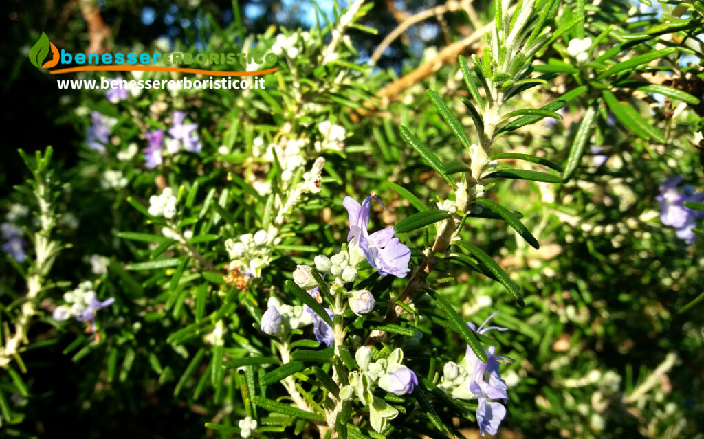 Rosmarinus_officinalis_plant_benessererboristico.it_dott._Francesco_Marino.