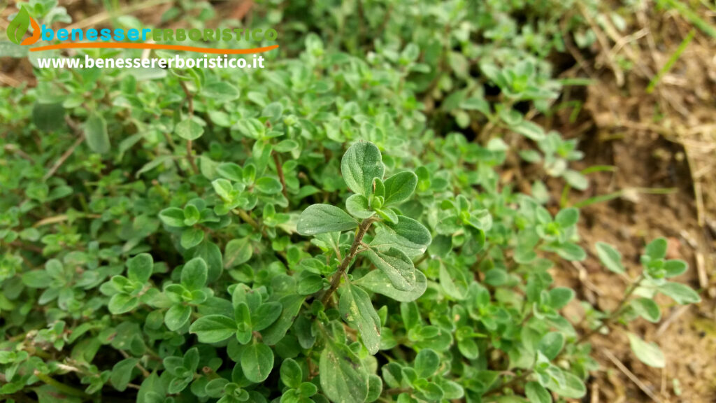 Origanum_majorana_L._plant_benessererboristico.it_dott._Francesco_Marin