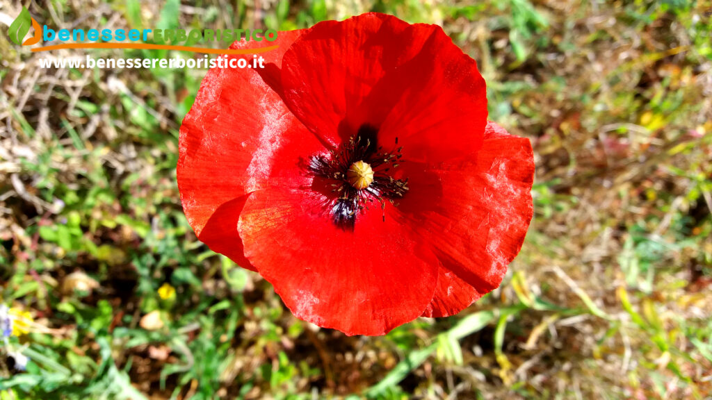 Papaver_rhoaeas_flower2_benessererboristico.it_dott._Francesco_Marino