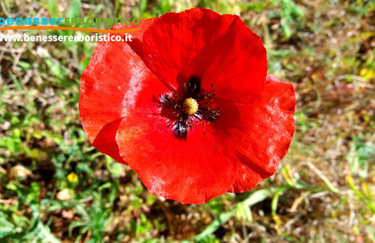 Rosolaccio: armonia nel respiro e serenità nel corpo, i benefici del prezioso fiore di Demetra