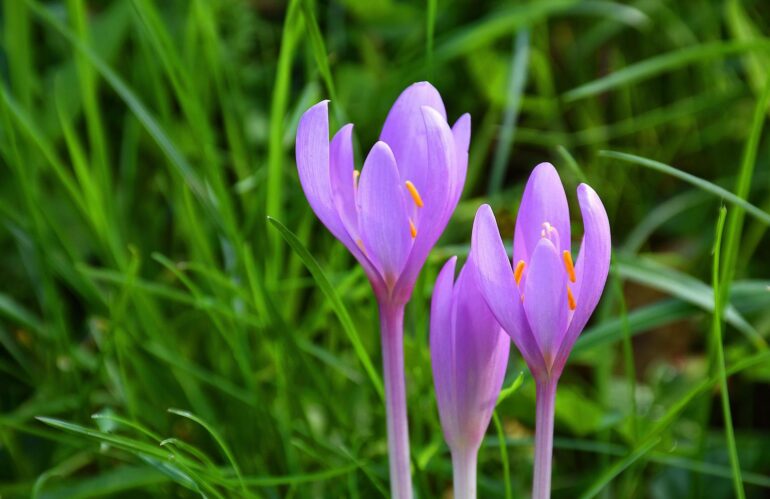 Colchicum autumnale L. parte la sperimentazione per il trattamento Covid-19