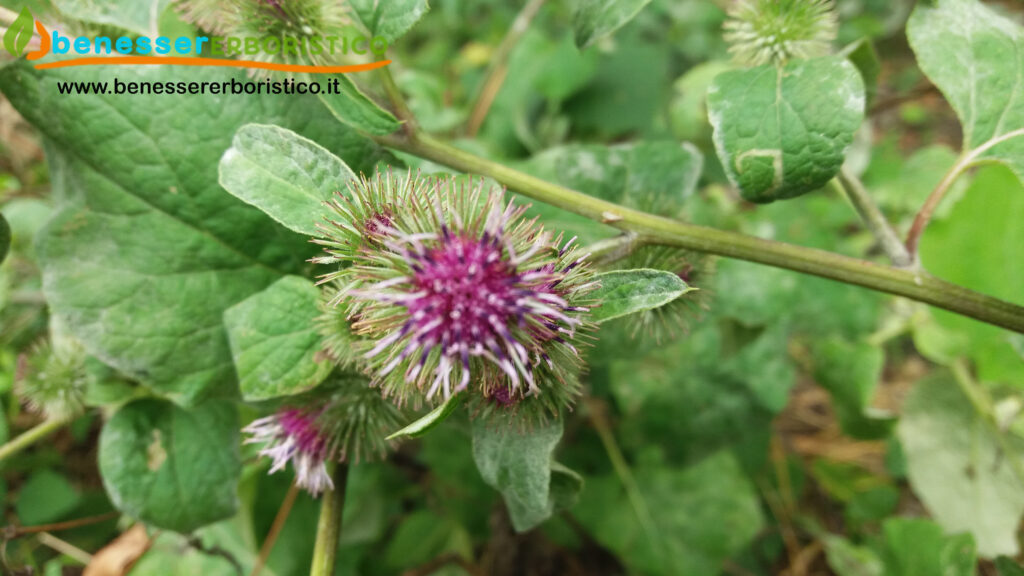 Arctium_lappa_benessererboristico.it_dott._Francesco_Marino.jpg