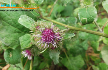 Arctium_lappa_benessererboristico.it_dott._Francesco_Marino.jpg