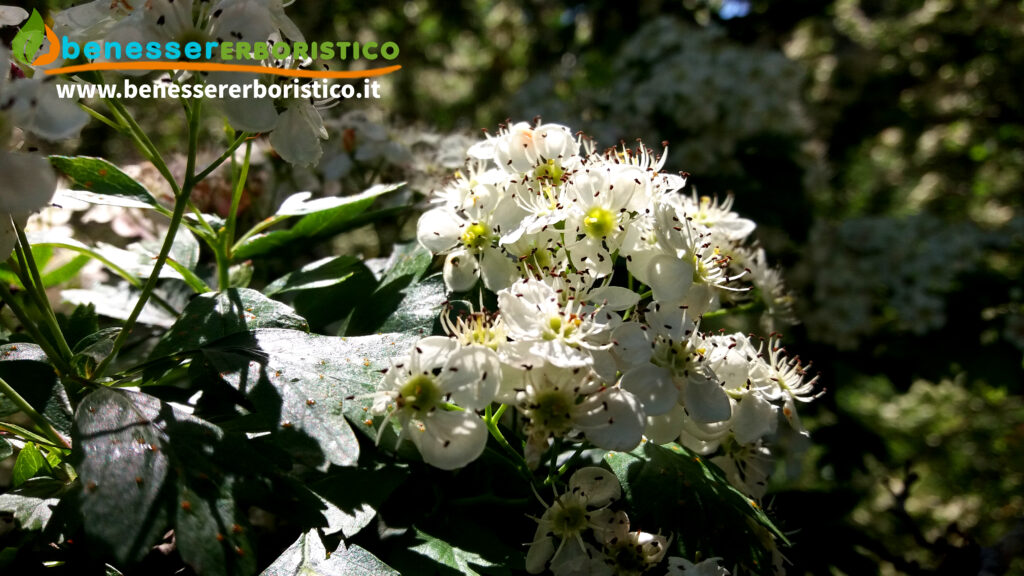 Crataegus_monogyna_fiorefoglie_benessererboristico.it_dott._Francesco_Marino-