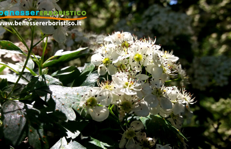 Biancospino: dalla natura, un dolce tocco di serenità