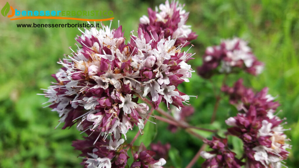 Origanum_vulgaris_benessererboristico.it_dott._Francesco_Marino-scaled.jpg