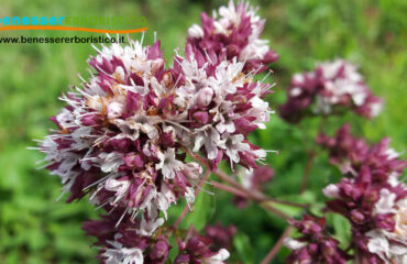 Origanum_vulgaris_benessererboristico.it_dott._Francesco_Marino-scaled.jpg