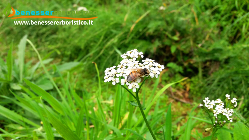 Achillea_millefolium_L._bee_benessererboristico.it_dott._Francesco_Marino.jpg-