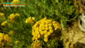 Helichrysum_italicum_flower_benessererboristico.it_dott._Francesco_Marino_Isola_d_Elba.jpg