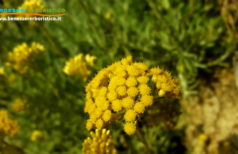 Elicriso: l’aurea fragrante del Sole, tocco di bellezza naturale per la cura della pelle