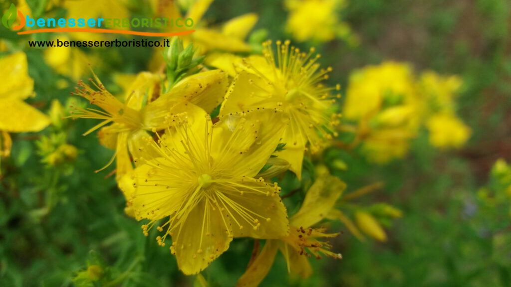 Hypericum perforatum - Iperico - proprietà e usi Iperico, erba di san giovanni, erba cacciadiavoli -  benessererboristico.it dott. Francesco Marino