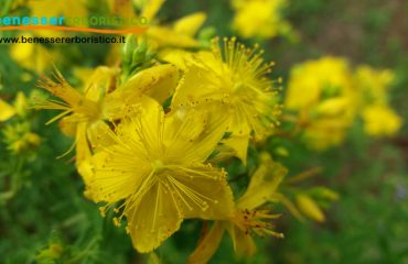 Hypericum perforatum - Iperico - proprietà e usi Iperico, erba di san giovanni, erba cacciadiavoli - benessererboristico.it dott. Francesco Marino