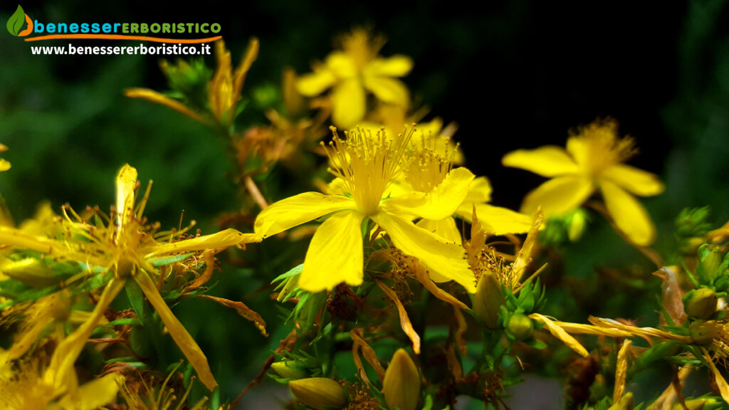 Hypericum_perforatum_flower_benessererboristico.it_dott._Francesco_Marino