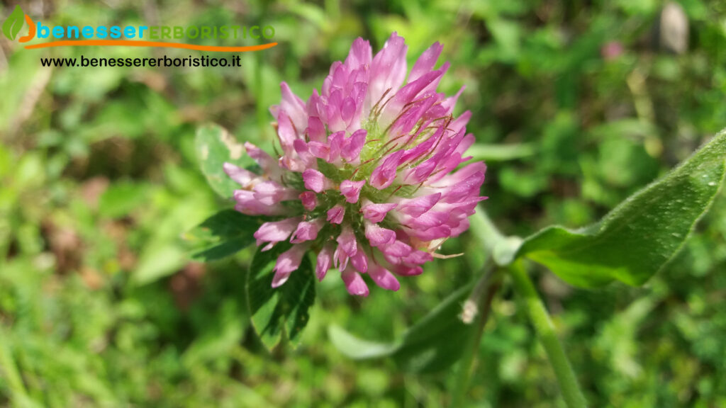 Trifolium_pratenses_benessererboristico.it_dott._Francesco_Marino-scaled.jpg