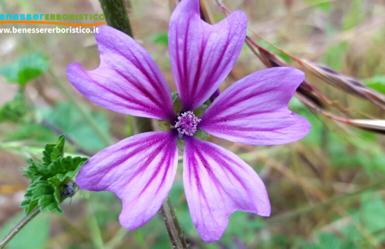 Malva: dalla pacata natura,  un elisir millenario utile alla cura