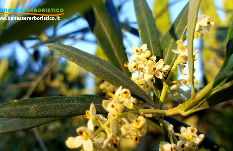 Olivo: Dal Medio Oriente al Mediterraneo, le proprietà officinali della pianta emblema delle civiltà