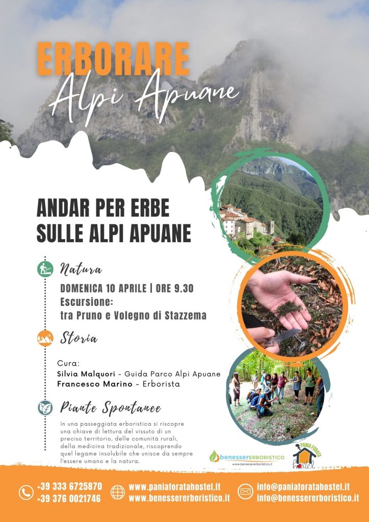 10 Aprile 2022 - Passeggiata Erboristica sulle Alpi Apuane tra Pruno e Volegno di Stazzema - Piante spontanee - foraging - wild food