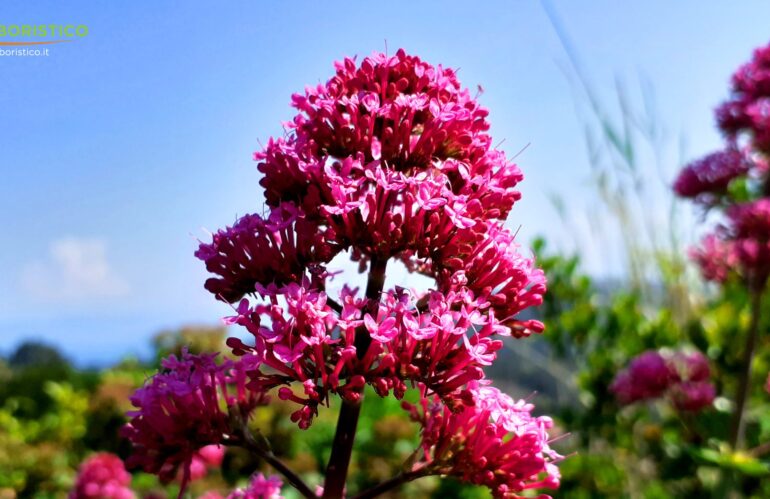 Valeriana rossa: contro lo stress e l’ansia la pianta spontanea amica del sonno